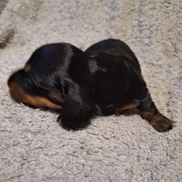 Whiskey - Black and tan male Dachshund puppy in Liberty, North Carolina from Heavenly Doxies