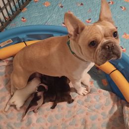 Dolly - French Bulldog