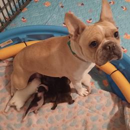 Dolly - French Bulldog