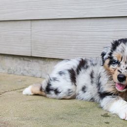 Australian Shepherd Puppies from Forte Australian Shepherds & Co.