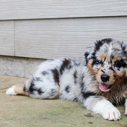 Australian Shepherd Puppies from Forte Australian Shepherds & Co.