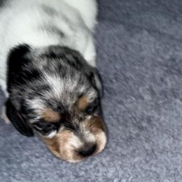 No 5 - Piebald female Dachshund puppy in Nampa, Idaho from 208 Wiener Wiggle Butts LLC