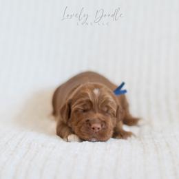 Blue Collar Boy - Red male Australian Labradoodle puppy in Thousand Oaks, California from Lovely Doodle Lane