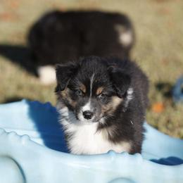 BTM4 - Black tri-color male Australian Shepherd puppy in Warm Springs, Georgia from Out West Aussies