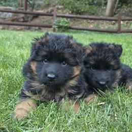 German Shepherd Puppies from Elite Von Haus German Shepherds