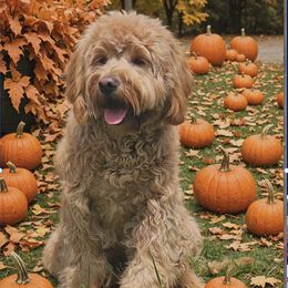 Bauer - Goldendoodle