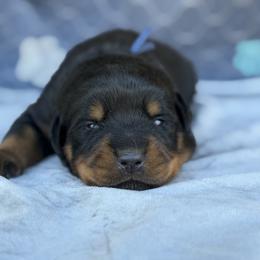 Blue Collar - Black and mahogany male Rottweiler puppy in Quinlan, Texas from Wright Way Retrievers