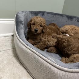 Goldendoodle and Maltipoo Puppies from Prairie Paws