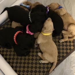 Goldendoodle Puppies from Izzy's Doodles