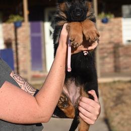 Ruby - Black and red female German Shepherd puppy in Azle, Texas from Nuckols-Alsup Canines German Shepherds