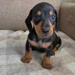 Male 4 - Black and tan male Dachshund puppy in Elizabethtown, Kentucky from Lavender and Willow Dachshunds