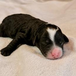Boy 5 - Black and white male Bernedoodle puppy in Anchorage, Alaska from Cascade Country Doodles
