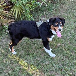 Jessie - Black tri-color Australian Shepherd puppy in Silver Springs, Florida from Denise Ocala Forest Florida Aussies