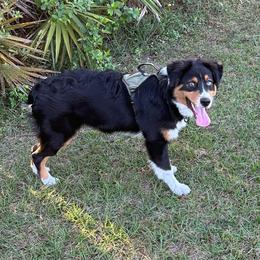 Jessie - Black tri-color Australian Shepherd puppy in Silver Springs, Florida from Denise Ocala Forest Florida Aussies