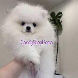 Boogie - Pomeranian