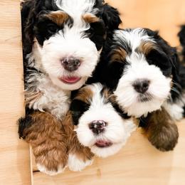 Bernedoodle, Goldendoodle, and Poodle Puppies from Teddy Doodles & Standard Poodles