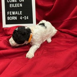 Labradoodle Puppies from Decatur Doodles