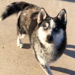Elliott - Pomsky