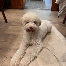Lagotto Romagnolo and Portuguese Water Dog Puppies from Shooting Star Water Dogs