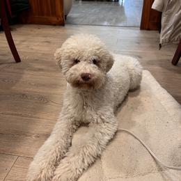 Lagotto Romagnolo and Portuguese Water Dog Puppies from Shooting Star Water Dogs