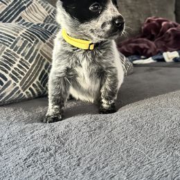Australian Cattle Dog Puppies from Folie à Deux Australian Cattle Dogs