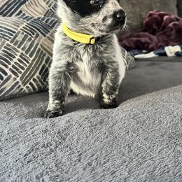Australian Cattle Dog Puppies from Folie à Deux Australian Cattle Dogs