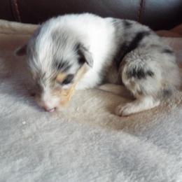 Bailey - Blue merle and white male Collie puppy in New Mexico from Red Canyon