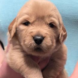 Yellow - Golden female Golden Retriever puppy in Taylor Ridge, Illinois from Salata Goldens