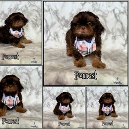 Forrest - Chocolate and tan male Shih Tzu puppy in Yelm, Washington from Lala's All Star Shih Tzu