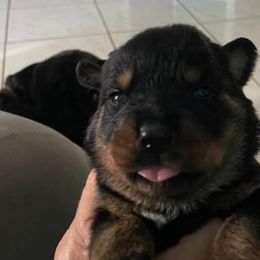 Girl 1 - Rottweiler puppy from Daleys Rottie Dogs