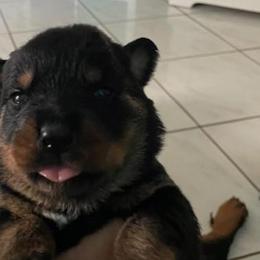 Girl 1 - Rottweiler puppy from Daleys Rottie Dogs
