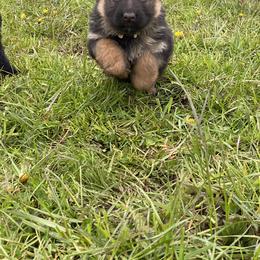 German Shepherd Puppies from S&S German Shepherds
