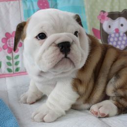 English Bulldog Puppies from Our House Of Treasures