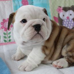 English Bulldog Puppies from Our House Of Treasures