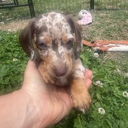 Dachshund Puppies from Dapper Doxies