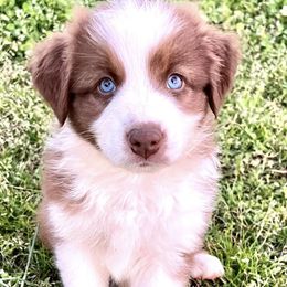 Australian Shepherds from Velocity Farms, farm raised Aussies