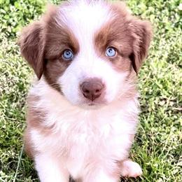 Australian Shepherds from Velocity Farms, farm raised Aussies