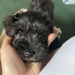 Miniature Schnauzer Puppies from Mini Schnauzers for Life