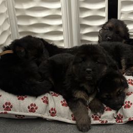 German Shepherd Puppies from Bidwell Knight Shepherds