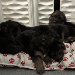 German Shepherd Puppies from Bidwell Knight Shepherds