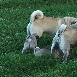 Pug Puppies from Yager Grumble South Texas Pugs
