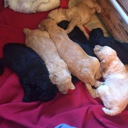 Poodle Puppies from NOLA Standards