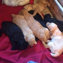Poodle Puppies from NOLA Standards