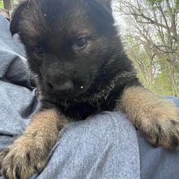Lt. Purple - Black and tan female German Shepherd puppy in Kansas, Ottawa, Kansas from Import German Shepherds of Kansas
