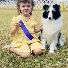 Shetland Sheepdog All Grown Up from Jesstar Shetland Sheepdogs