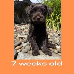 Han Solo - Chocolate male Australian Labradoodle puppy in Beavercreek, Oregon from Auburn Sky Labradoodles