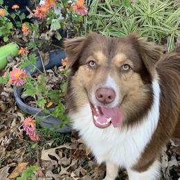 Mac - Australian Shepherd