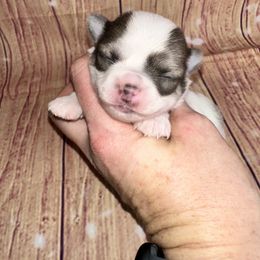 Girl 3 - Blue fawn female Chihuahua puppy in Palmyra, Indiana from Country Star Chihuahuas