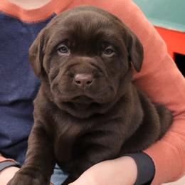 Snuggles - Chocolate female Labrador Retriever puppy in Camden, Indiana from Camden's Caring Canines
