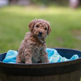 Oakley - Apricot Poodle puppy in Nacogdoches, Texas from Magnolia Springs Farm